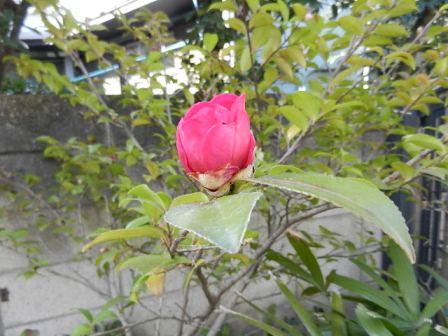 DSCN6675